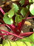 Beta vulgaris, Rote Beete, Färbepflanze, Färberpflanze, Pflanzenfarben,  färben, Klostergarten Seligenstadt